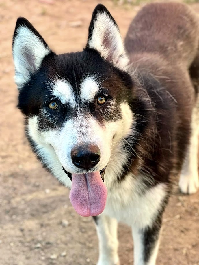 ERIC-Great "Starter Husky"! (Courtesy Post), a Adoptable Siberian Husky in Indianapolis, IN image 4/6