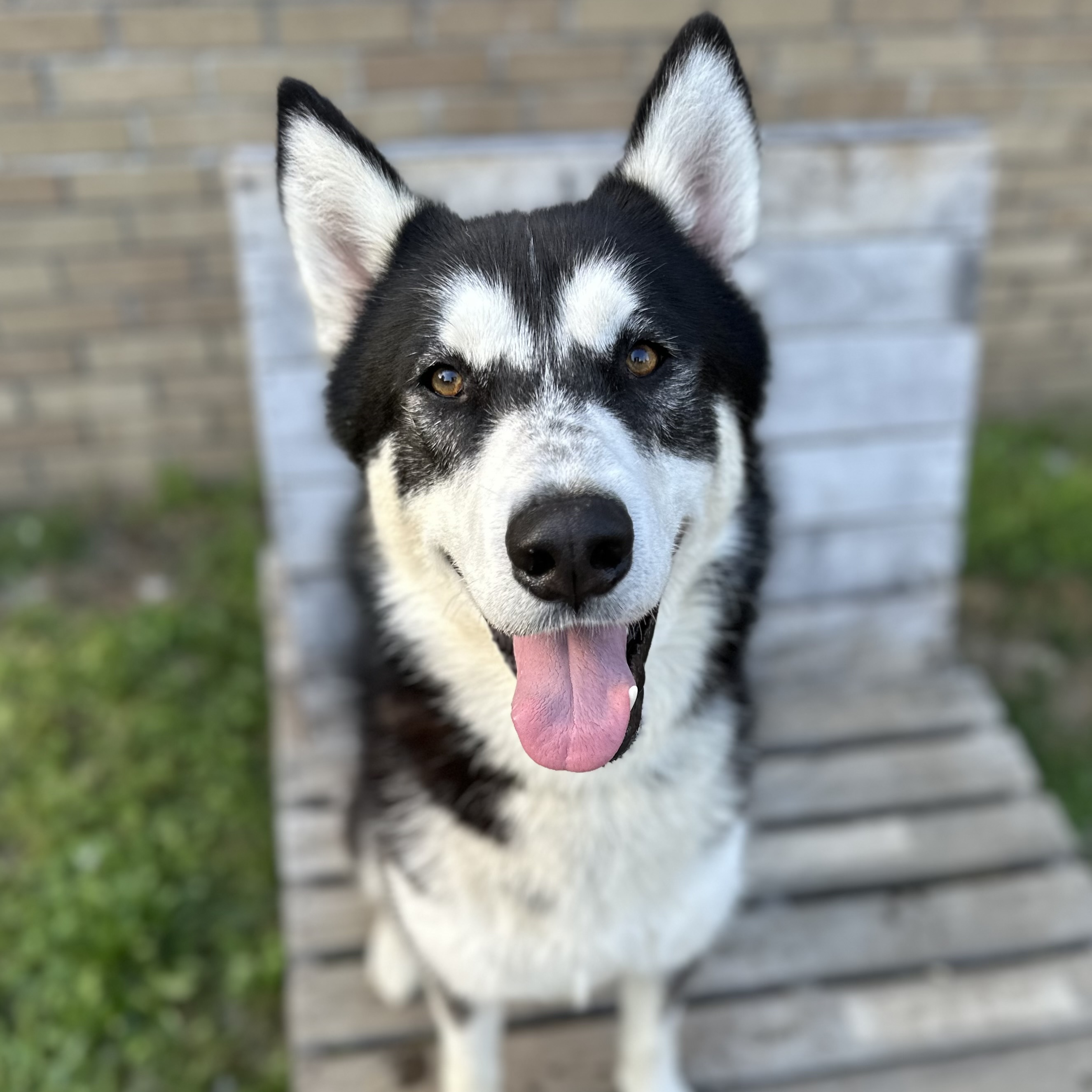 ERIC-Great "Starter Husky"! (Courtesy Post), a Adoptable Siberian Husky in Indianapolis, IN image 6/6