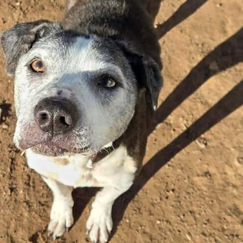 Duke, a Adoptable Pit Bull Terrier in Sand Springs, OK image 1/4