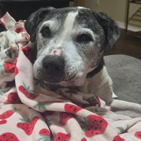 Duke, a Adoptable Pit Bull Terrier in Sand Springs, OK image 2/4