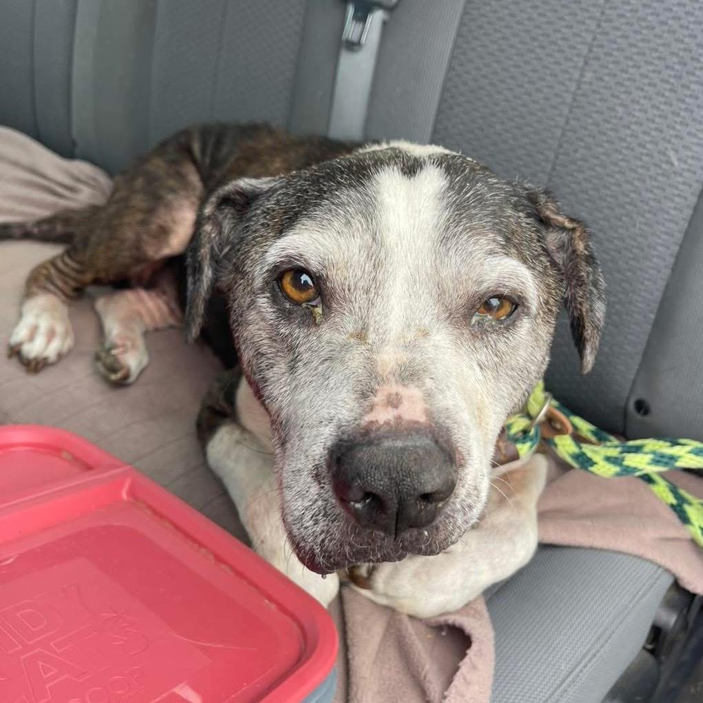 Duke, a Adoptable Pit Bull Terrier in Sand Springs, OK image 3/4