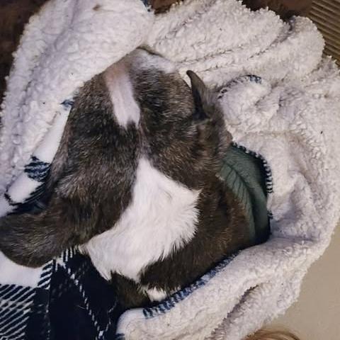 Duke, a Adoptable Pit Bull Terrier in Sand Springs, OK image 4/4