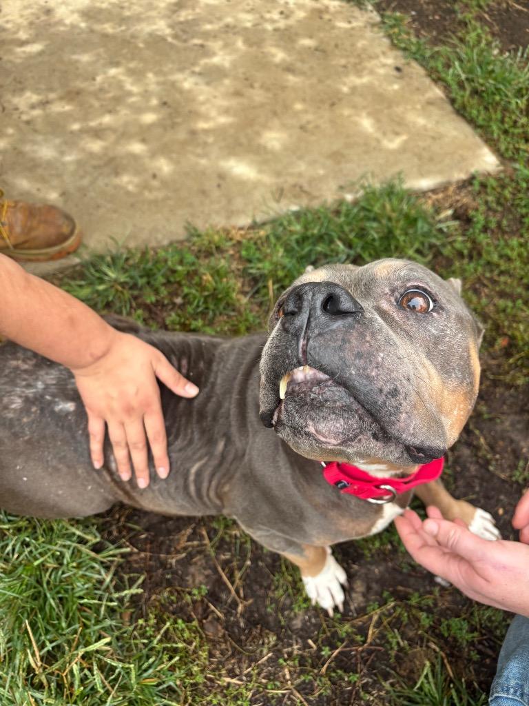 Jen, Adoptable, Senior Female Pit Bull Terrier.