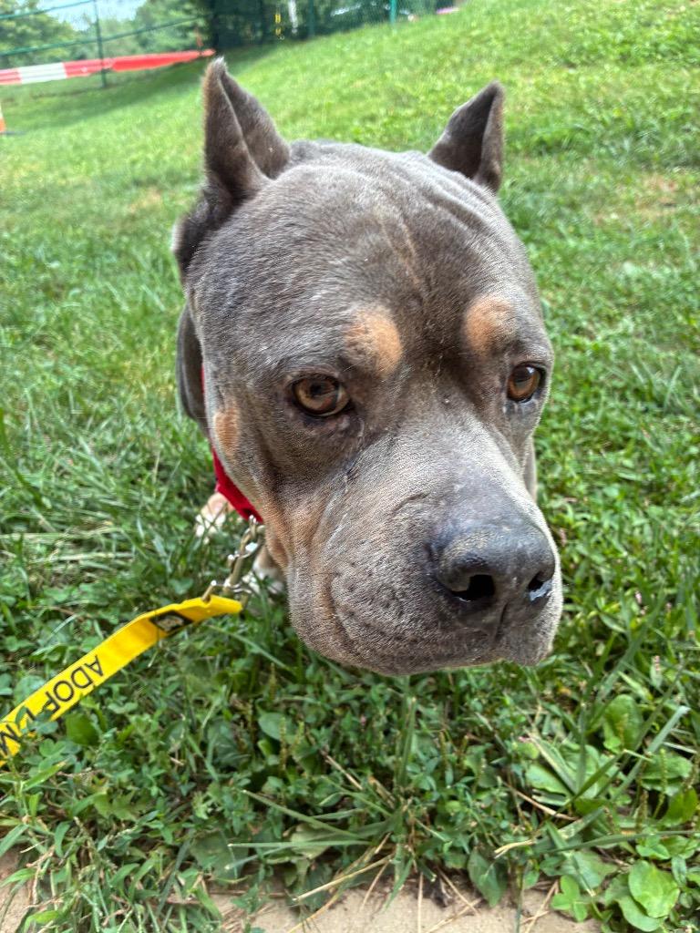Enlarge Jen, a Adoptable Pit Bull Terrier in Bloomington, IN image 2/6