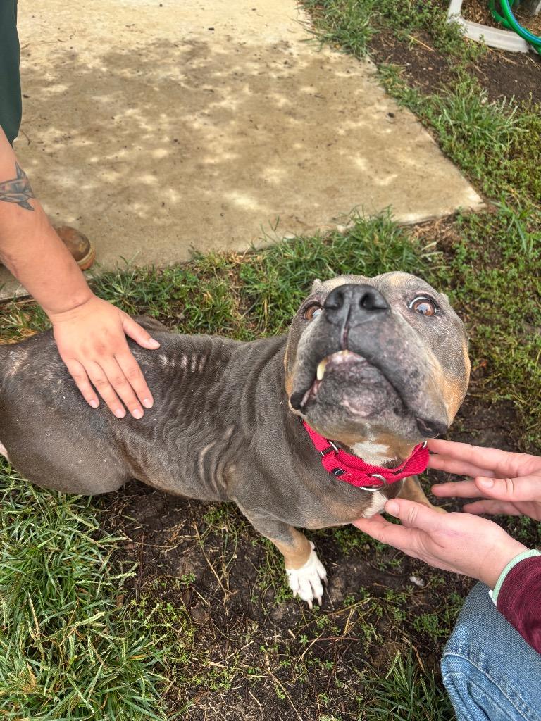Enlarge Jen, a Adoptable Pit Bull Terrier in Bloomington, IN image 3/6