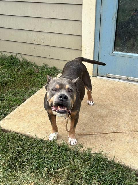 Enlarge Jen, a Adoptable Pit Bull Terrier in Bloomington, IN image 4/6