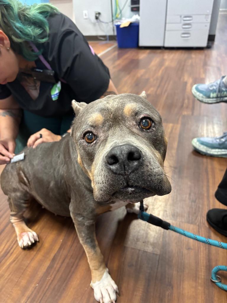 Enlarge Jen, a Adoptable Pit Bull Terrier in Bloomington, IN image 5/6
