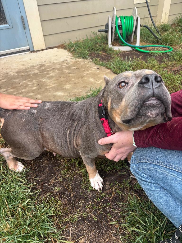 Enlarge Jen, a Adoptable Pit Bull Terrier in Bloomington, IN image 6/6