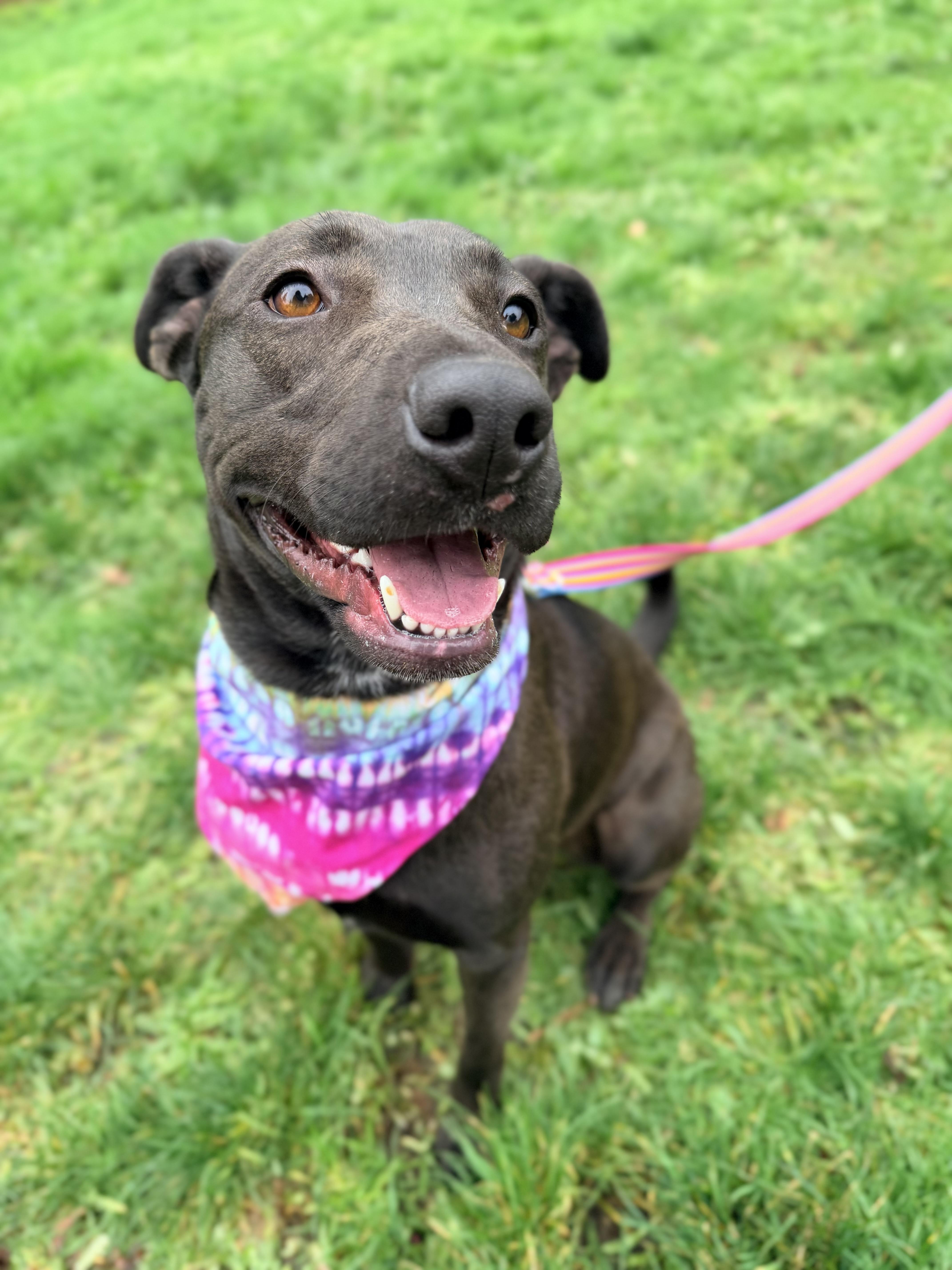 Midori, ADOPTABLE, Adult Female Pit Bull Terrier.