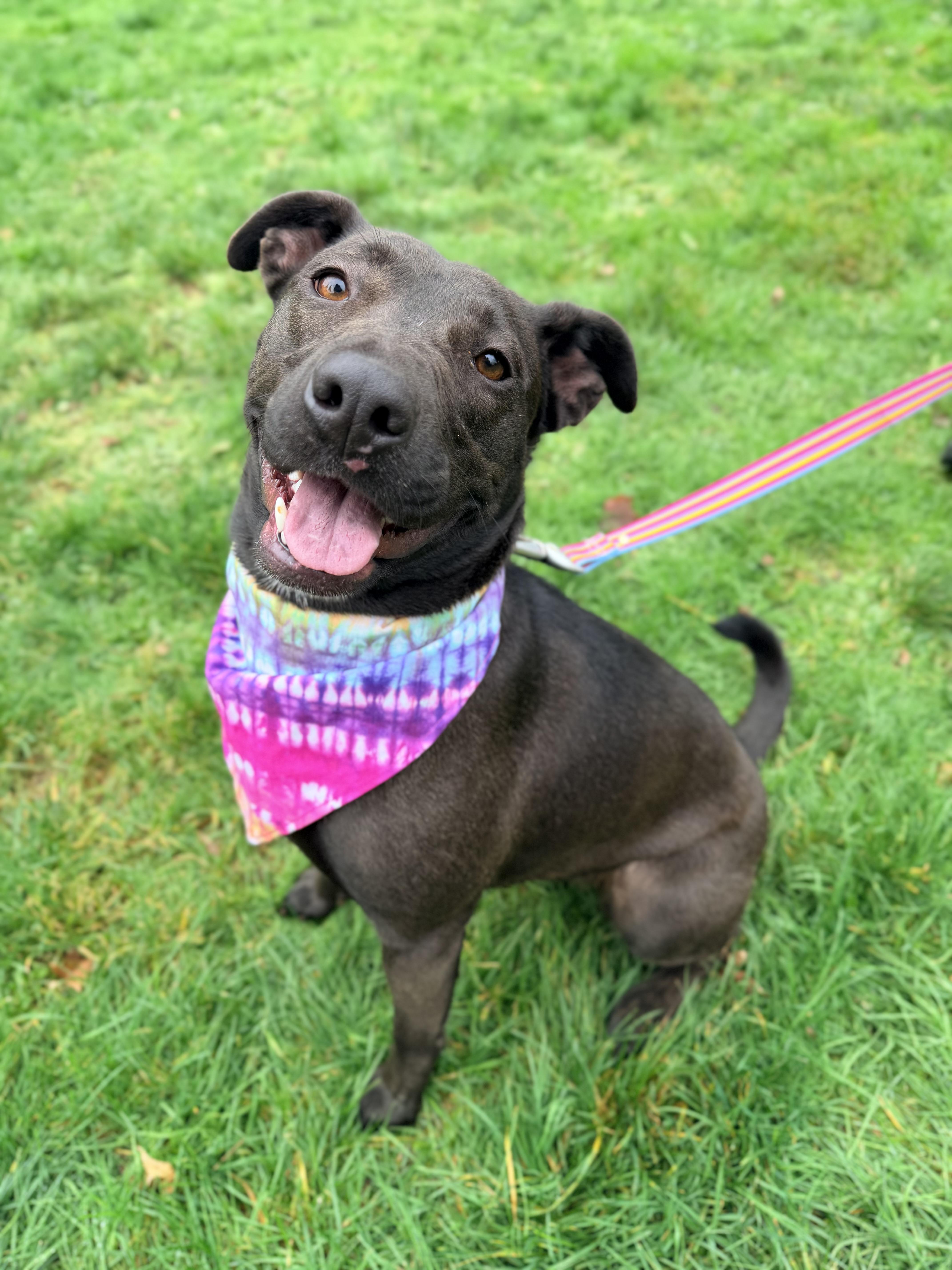 Enlarge Midori, a ADOPTABLE mixed breed in Beavercreek, OR image 2/6