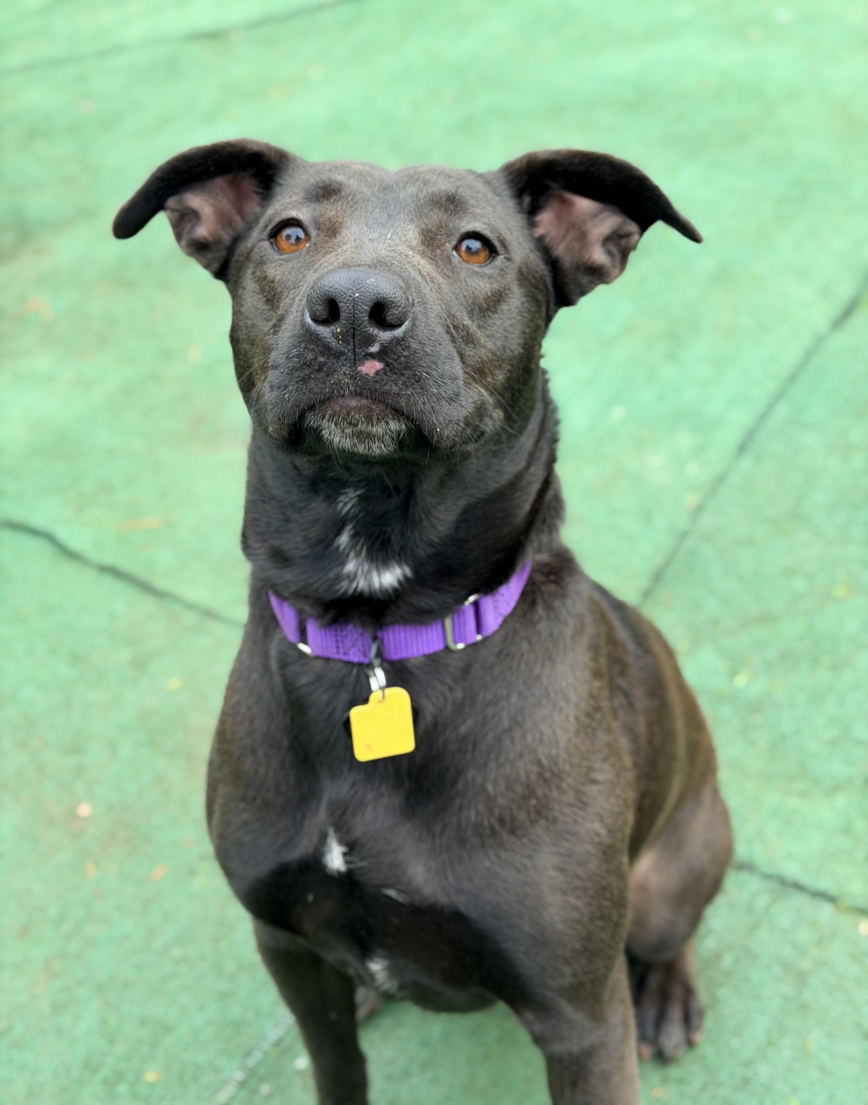 Midori, ADOPTABLE, Adult Female Pit Bull Terrier.