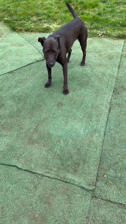 Enlarge Midori, a ADOPTABLE mixed breed in Beavercreek, OR video 3/6