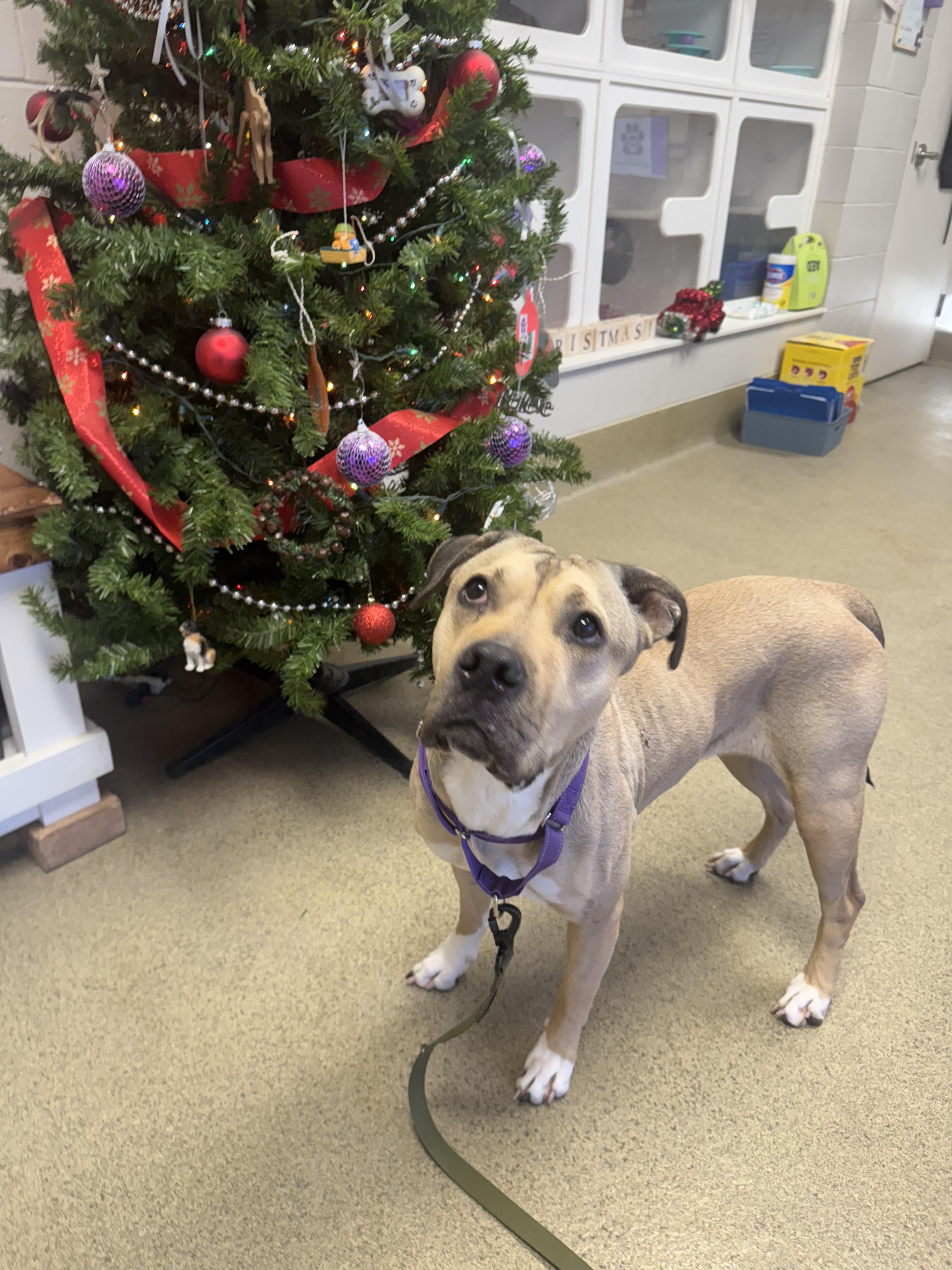 Enlarge Luna, a ADOPTABLE mixed breed in Blair, NE image 5/6