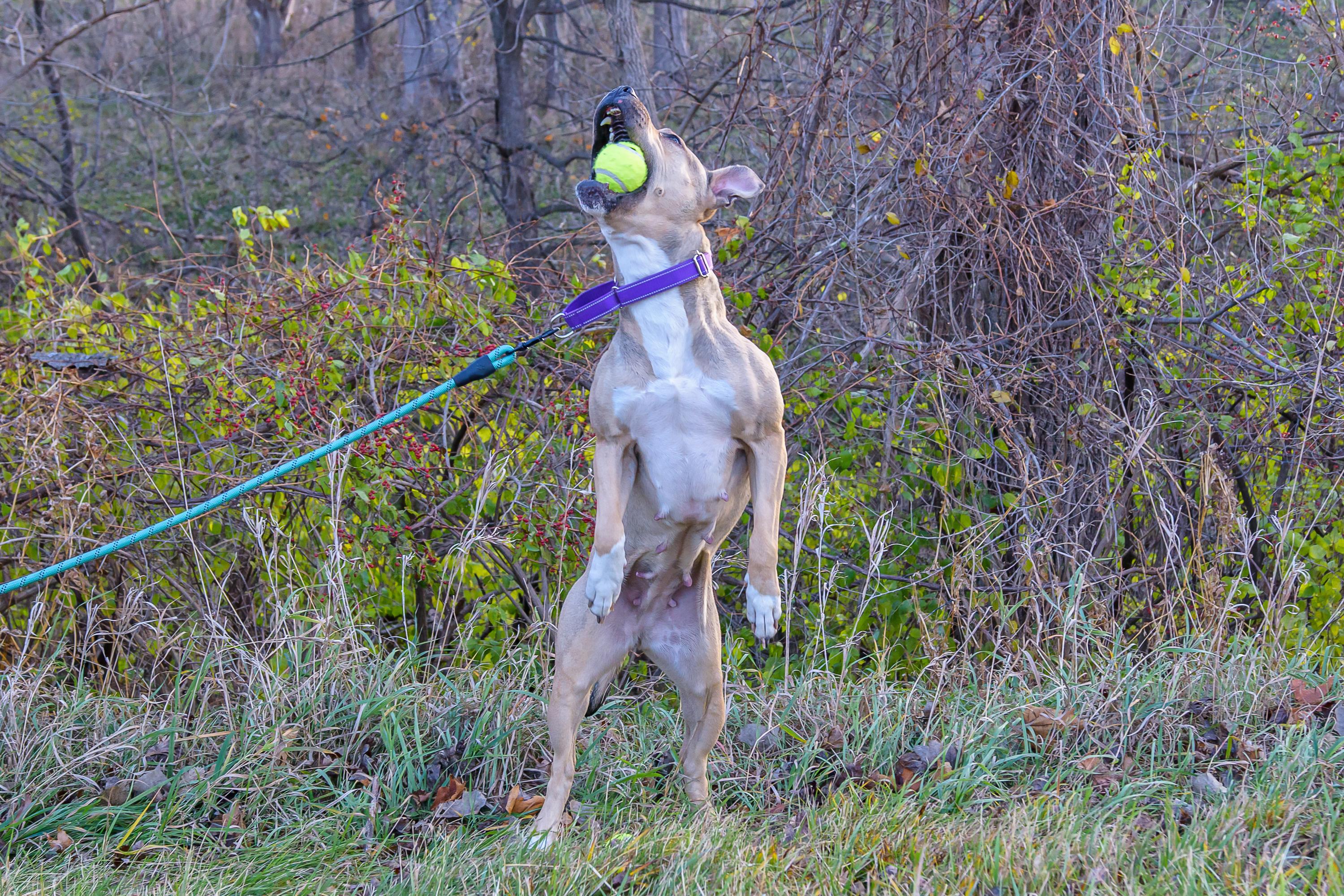 Enlarge Luna, a ADOPTABLE mixed breed in Blair, NE image 4/6