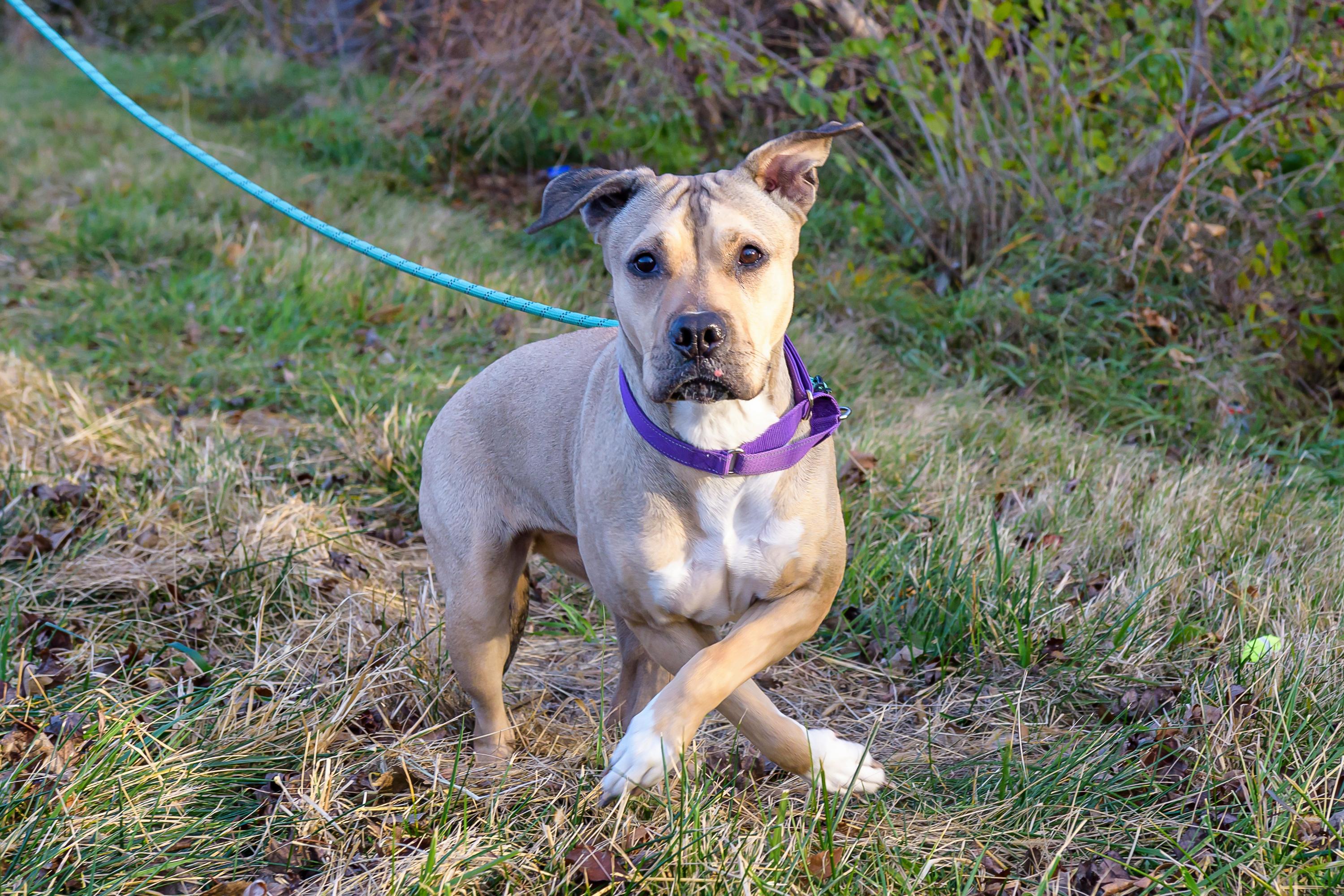 Enlarge Luna, a ADOPTABLE mixed breed in Blair, NE image 1/6