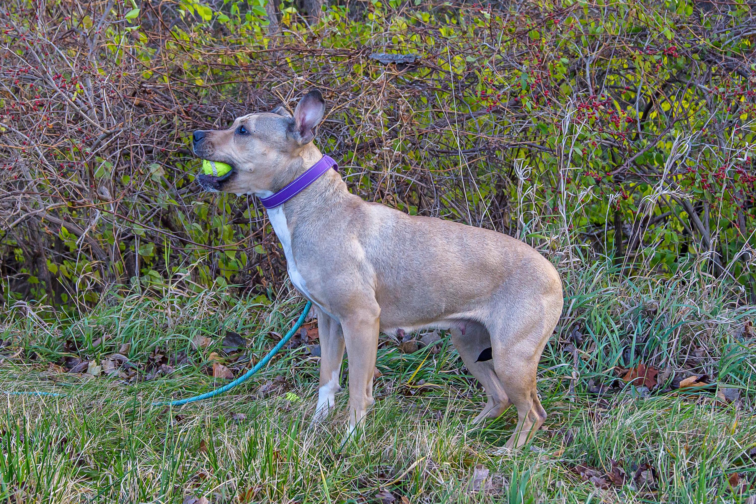 Enlarge Luna, a ADOPTABLE mixed breed in Blair, NE image 2/6