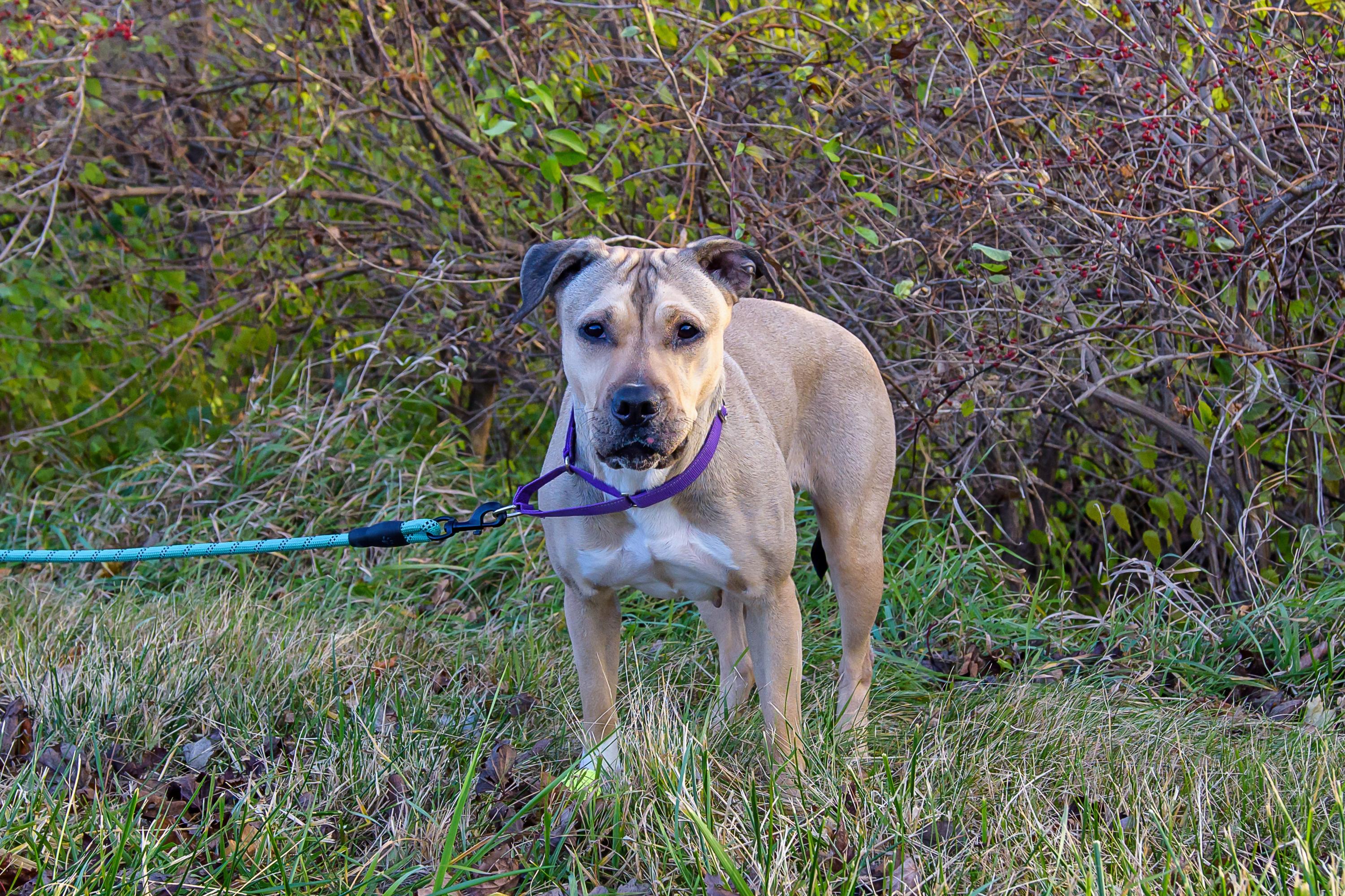 Enlarge Luna, a ADOPTABLE mixed breed in Blair, NE image 3/6