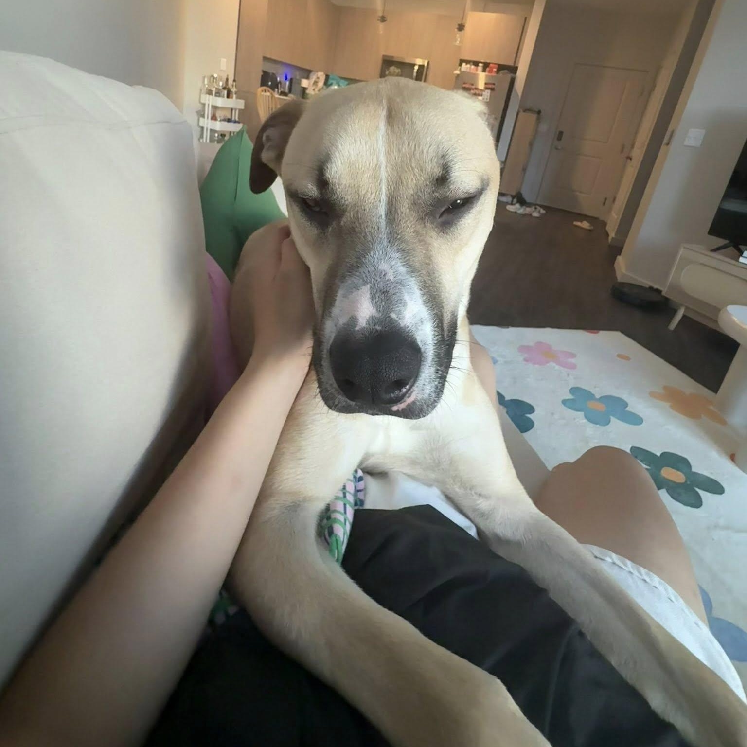 Bear (foster or adopter)