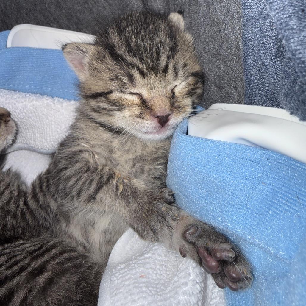 Stormy, a Adoptable Domestic Short Hair in New Fairfield, CT image 1/5