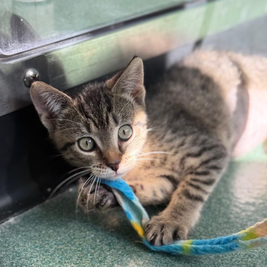 Stormy, a Adoptable Domestic Short Hair in New Fairfield, CT image 2/5