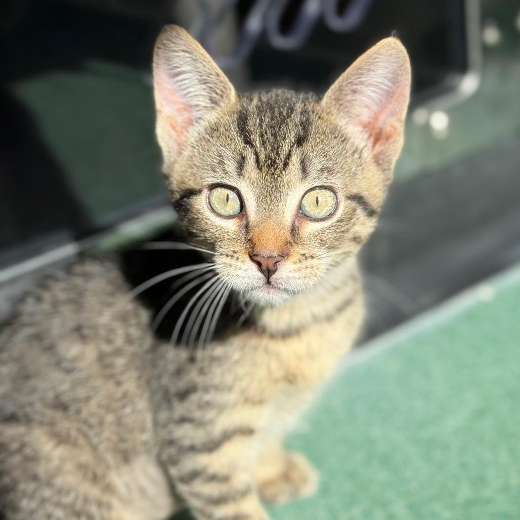 Stormy, a Adoptable Domestic Short Hair in New Fairfield, CT image 3/5