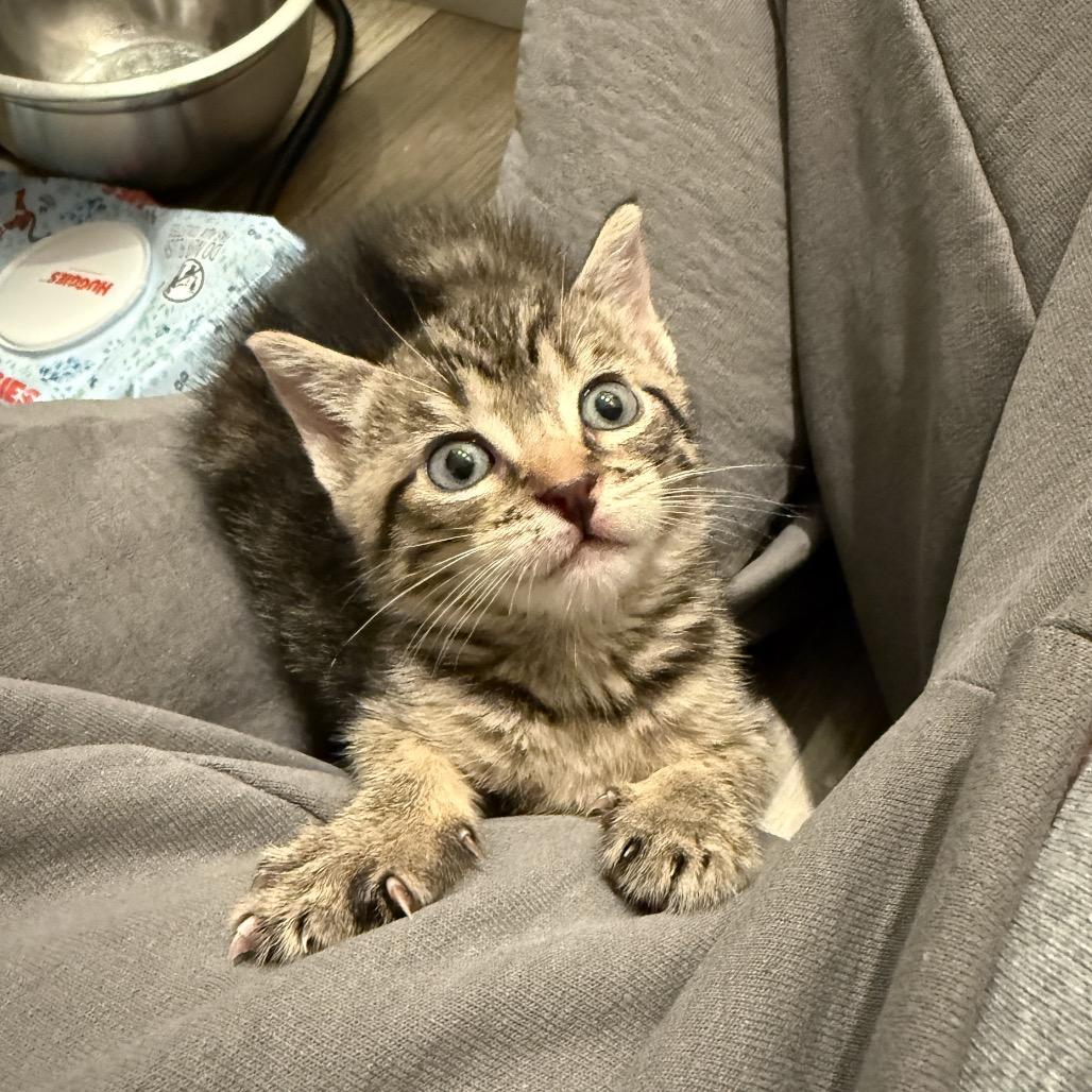 Stormy, a Adoptable Domestic Short Hair in New Fairfield, CT image 5/5