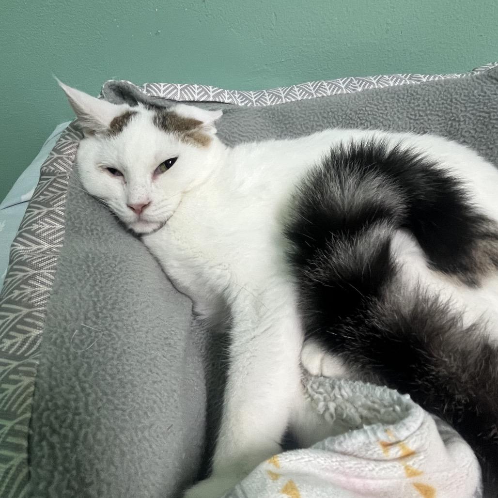 Enlarge Corn, a Adoptable Domestic Short Hair in Melrose, FL image 1/2