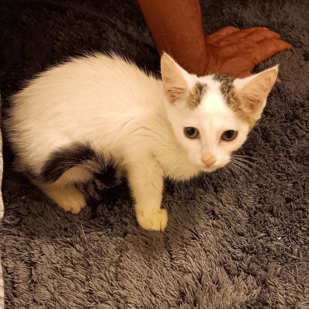 Enlarge Corn, a Adoptable Domestic Short Hair in Melrose, FL image 1/1