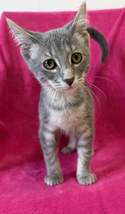 Tundra, Adopted, Young Female Domestic Short Hair.