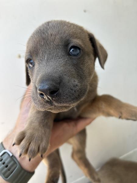 KikeĢ, Adoptable, Puppy Male Shepherd.