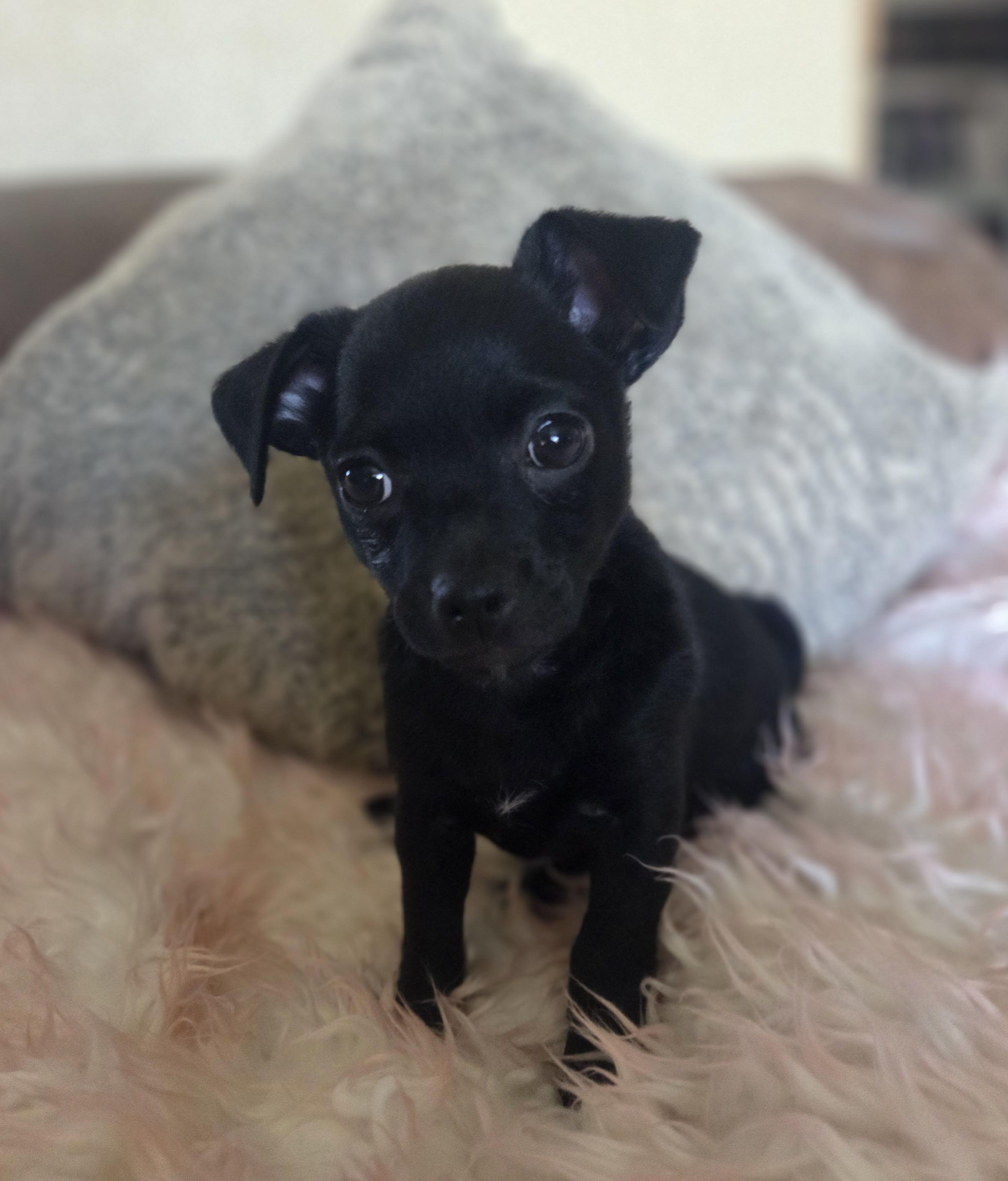 Tres, adopted, Puppy Female Pug & Chihuahua.