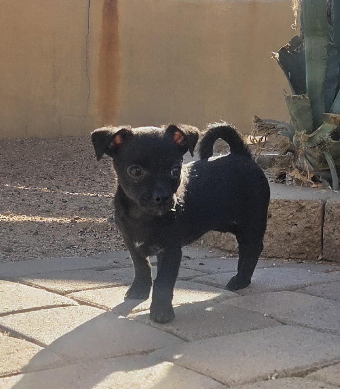 Enlarge Tres, an adopted mixed breed in Cave Creek, AZ image 2/2