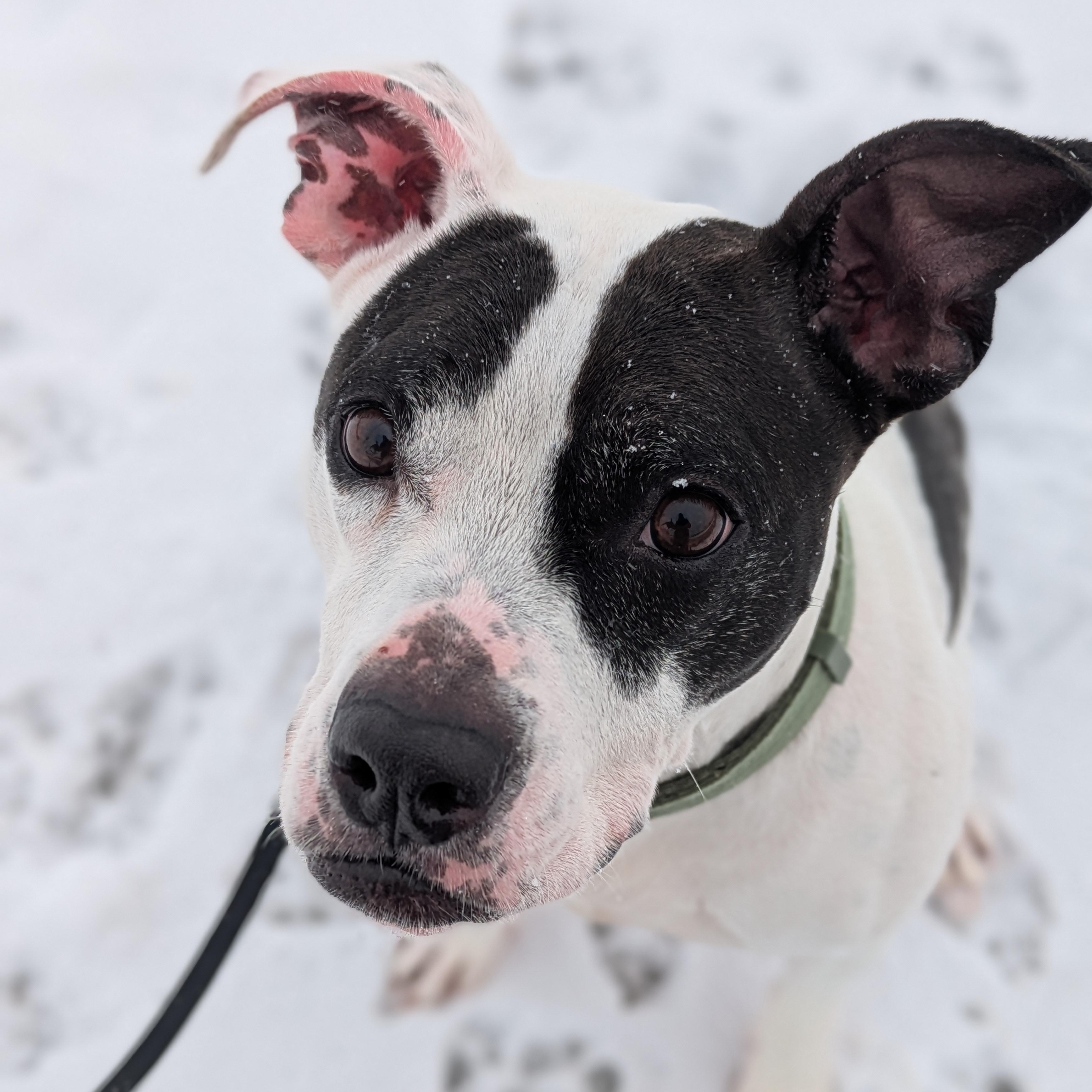 Enlarge Bunny, a Adoptable mixed breed in Syracuse, NY image 4/4