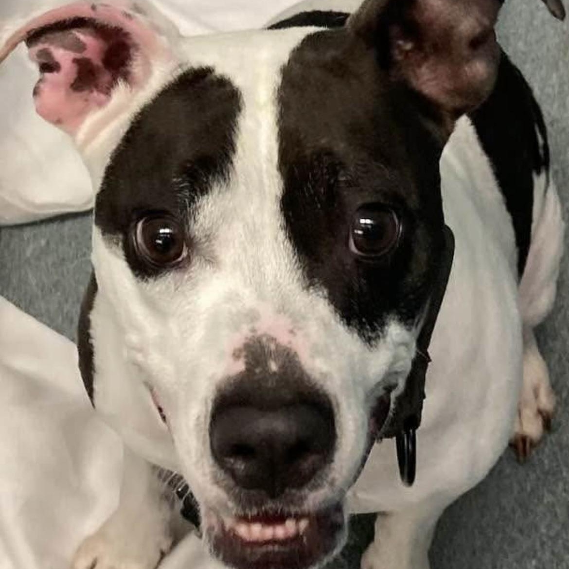 Enlarge Bunny, a Adoptable mixed breed in Syracuse, NY image 2/4