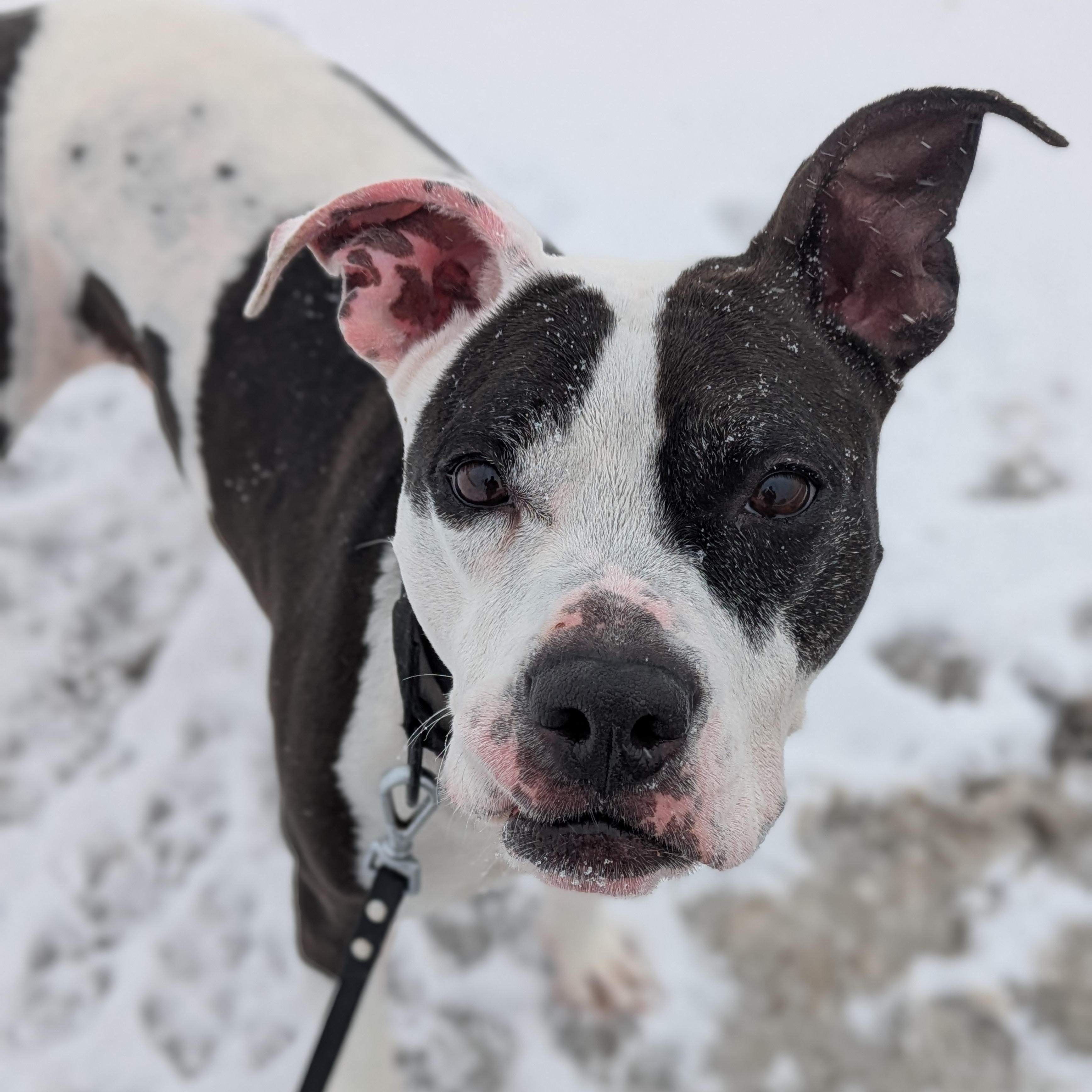 Enlarge Bunny, a Adoptable mixed breed in Syracuse, NY image 3/4