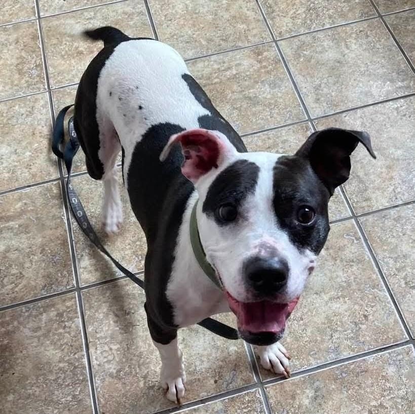 Bunny, Adoptable, Adult Female Pit Bull Terrier.