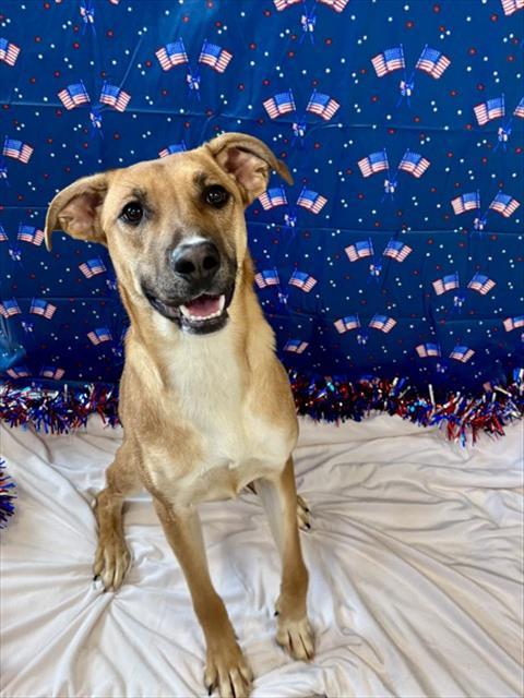DAISY, Adoptable, Young Female Black Mouth Cur & German Shepherd Dog.