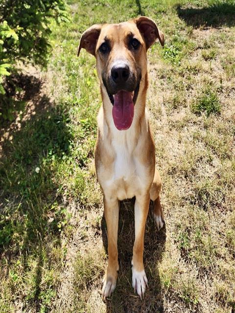 Enlarge DAISY, a Adoptable mixed breed in Kalamazoo, MI image 1/1