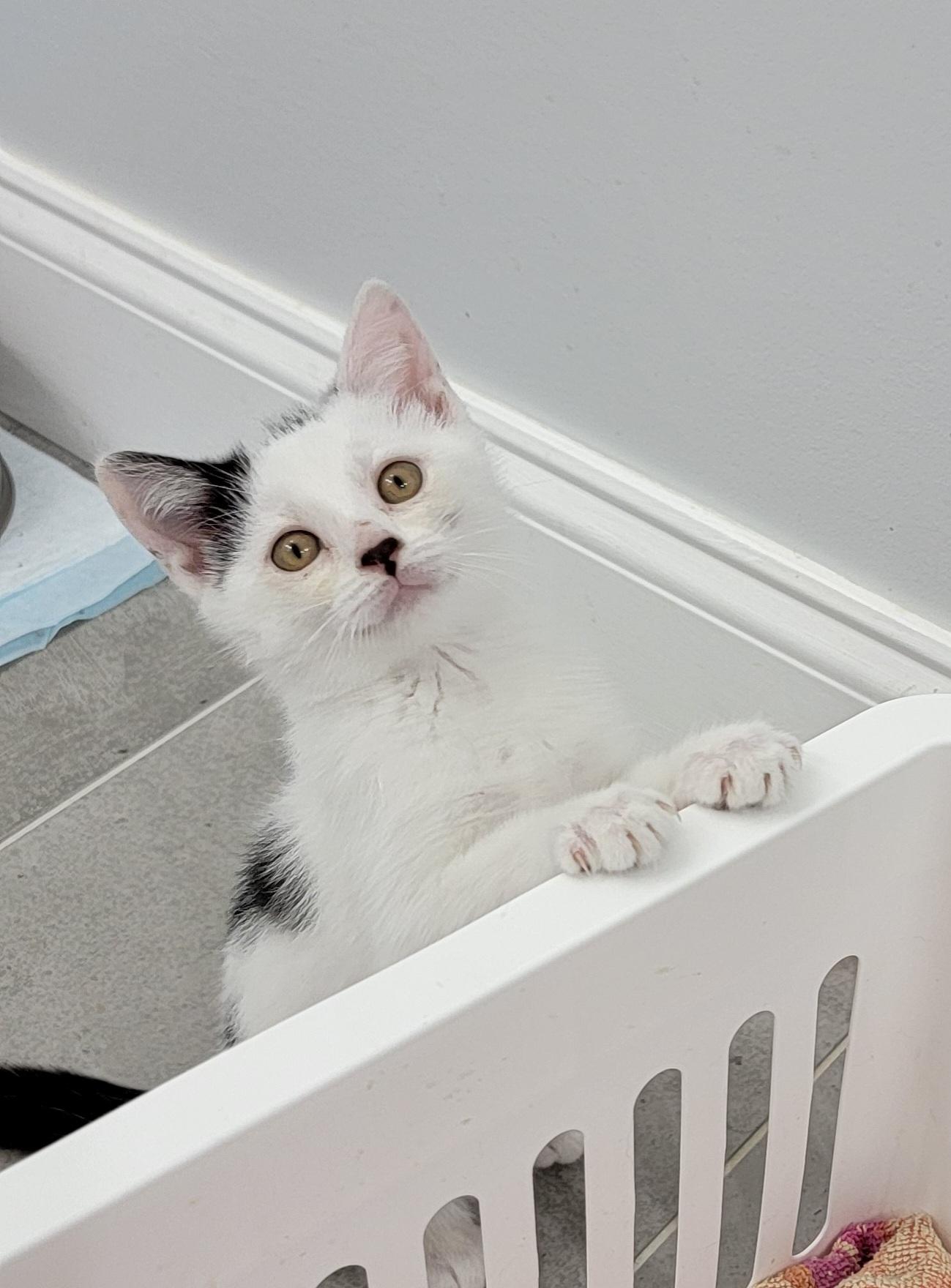 Sprite, Baby Female Domestic Short Hair