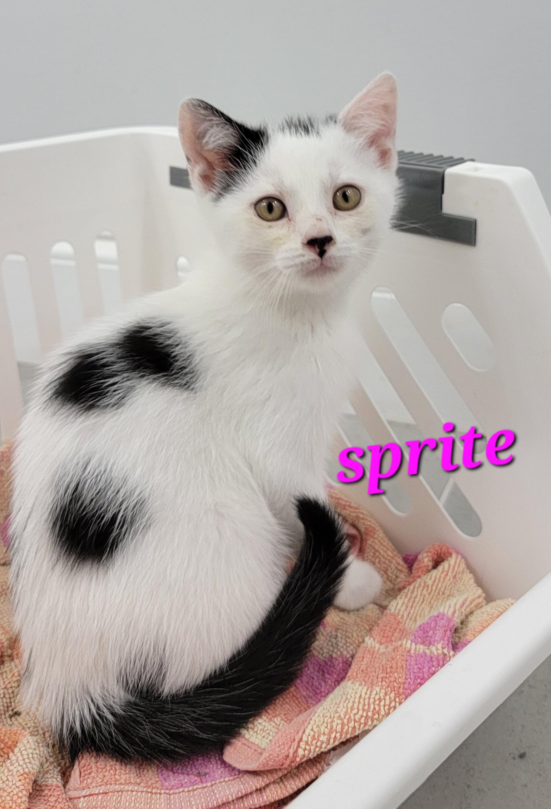 Sprite photo 6