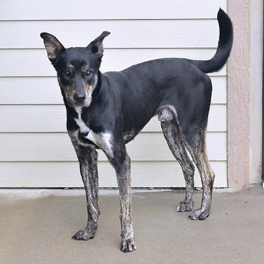 Enlarge Marbles, a Adoptable Mixed Breed in Ottawa, KS image 2/3