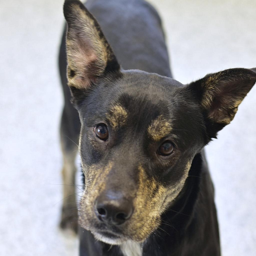Enlarge Marbles, a Adoptable Mixed Breed in Ottawa, KS image 3/3