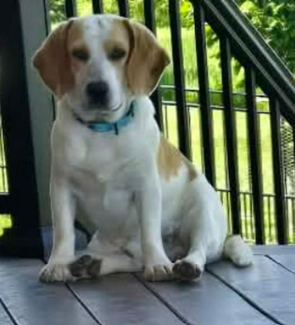 Enlarge Argon, an adopted Beagle in Portland, OR image 1/1