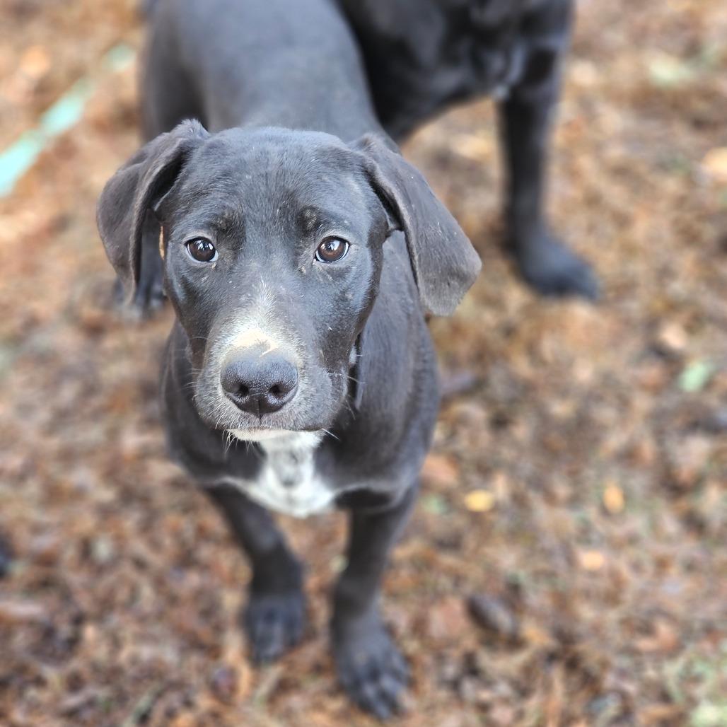 Pepper, Adoptable, Young Male Pit Bull Terrier & Mixed Breed.