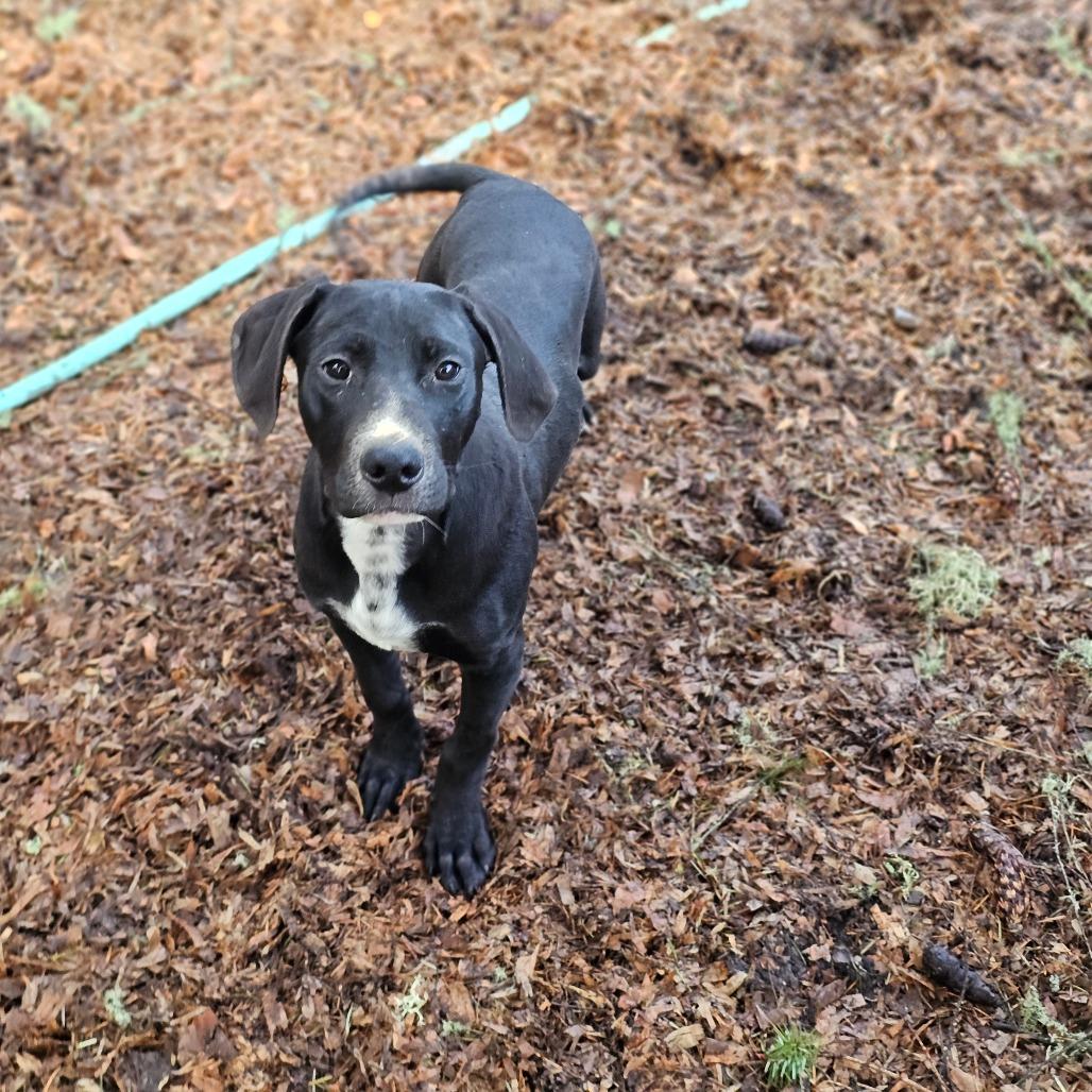 Enlarge Pepper, a Adoptable mixed breed in Oakville, WA image 2/3