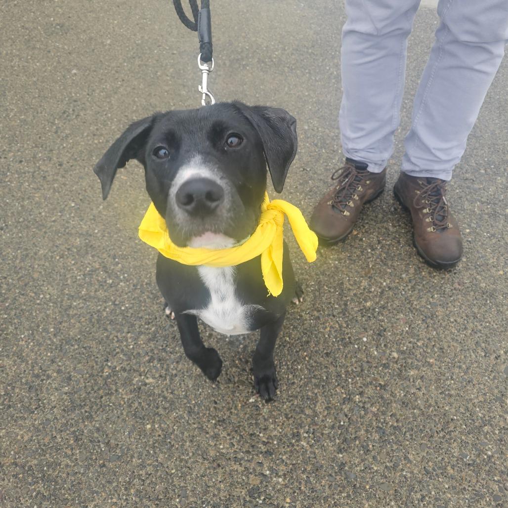 Enlarge Pepper, a Adoptable mixed breed in Oakville, WA image 3/3