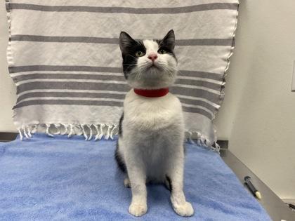 Enlarge Arlo, a Adoptable Domestic Short Hair in Boulder, CO image 1/3