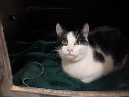 Enlarge Arlo, a Adoptable Domestic Short Hair in Boulder, CO image 2/3