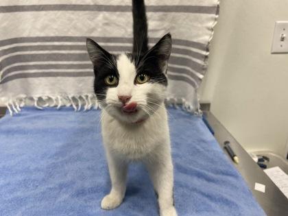 Enlarge Arlo, a Adoptable Domestic Short Hair in Boulder, CO image 3/3