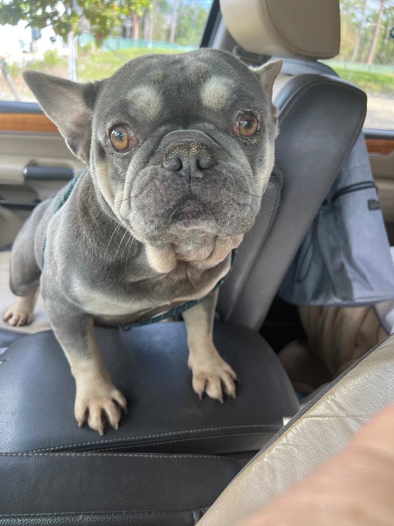 Bosley, a Adopted French Bulldog in Fort Myers, FL image 1/4